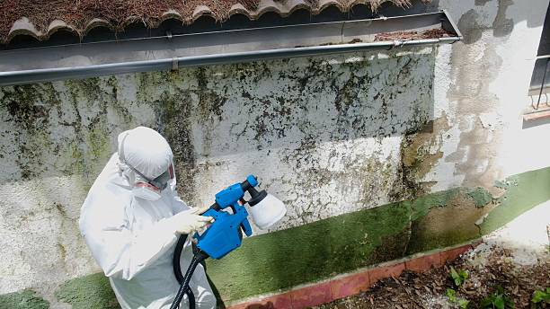 Top rated local Mold Inspection And Testing specialists in Fort Lee, VA